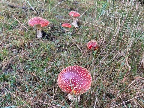 Fliegenpilze stehen leuchtend im Gras