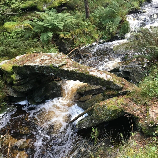 Geomantie im Wald: Bach, Steine und Pflanzen im harmonischen Einklang