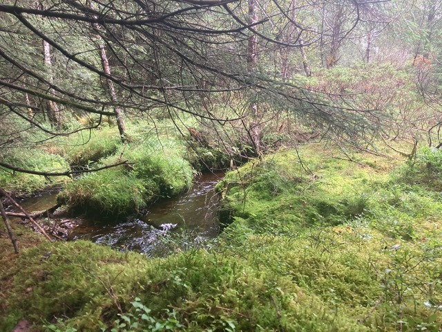 Gras wächst nicht schneller, wenn man daran zieht? Oder wächst das Gras bereits jetzt im Januar?
